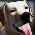 ģ3DϷ׿(Dog Shelter 3D) v2.0