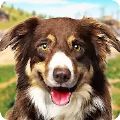 ѵ3DϷ׿ֻ棨Dog Training ; Dog Games 3D v1.3